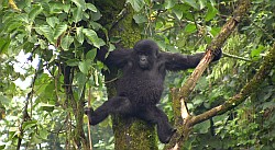 Nyiragongo 2011, Berg Gorillas